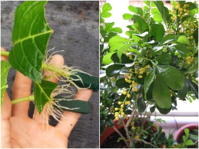 3 cách trồng cây nha đam tại nhà bằng lá cây con và thủy sinh cho lá to - 12
