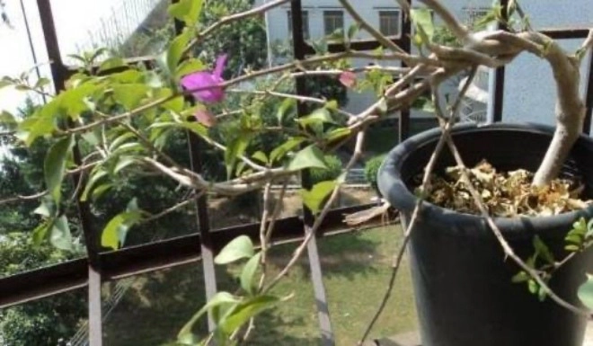 3 giai đoạn cây hoa giấy yếu ớt nhất mang ra nắng sẽ chết héo trở thành củi khô - 1