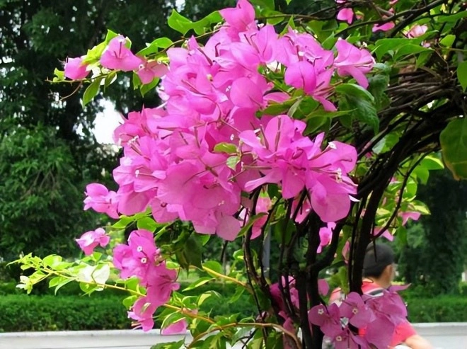 3 giai đoạn cây hoa giấy yếu ớt nhất mang ra nắng sẽ chết héo trở thành củi khô - 3