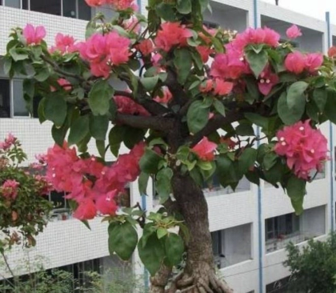 3 giai đoạn cây hoa giấy yếu ớt nhất mang ra nắng sẽ chết héo trở thành củi khô - 4