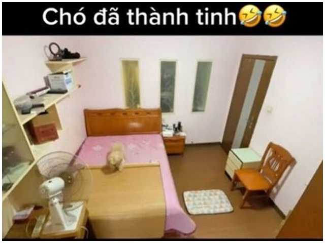 3 giờ sáng mèo kêu inh ỏi chủ nhân tỉnh dậy liền rối rít cảm ơn vì một điều - 8