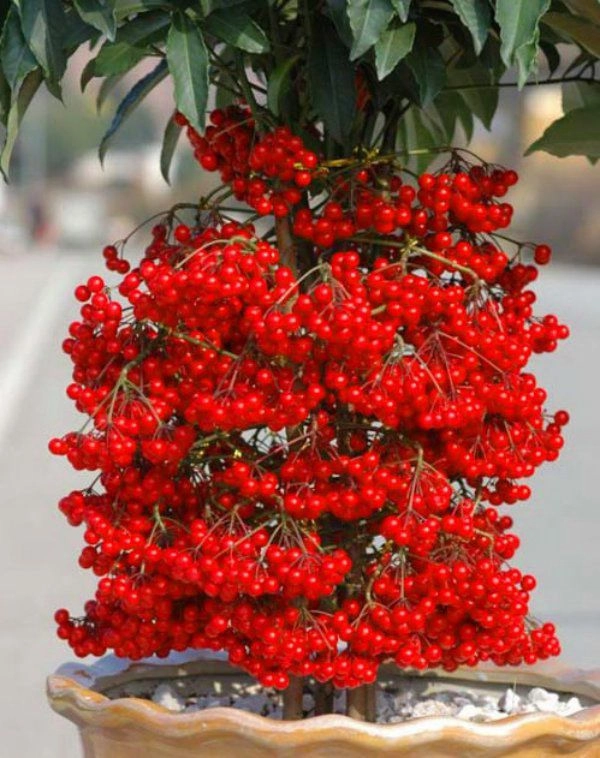 3 loại cây là cỗ máy nở hoa mùa đông có màu đỏ rực như lửa mang điềm lành - 1