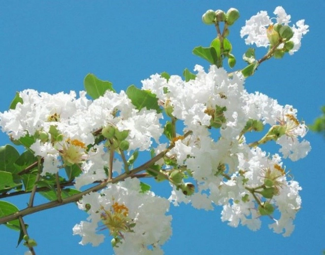 3 loại cây nở hoa trắng như tuyết một khi nở hoa sẽ khiến mọi người ngỡ ngàng - 1