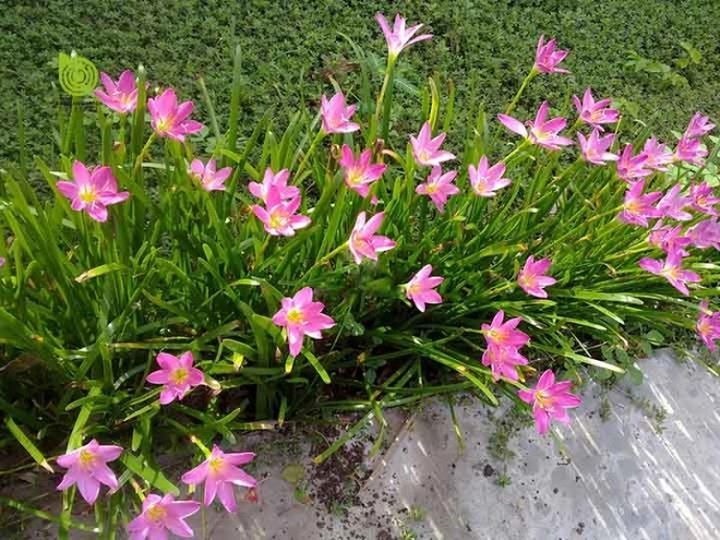 3 loại hoa đẹp có củ sinh sản rất nhanh nuôi một lứa có hoa chơi quanh năm - 1