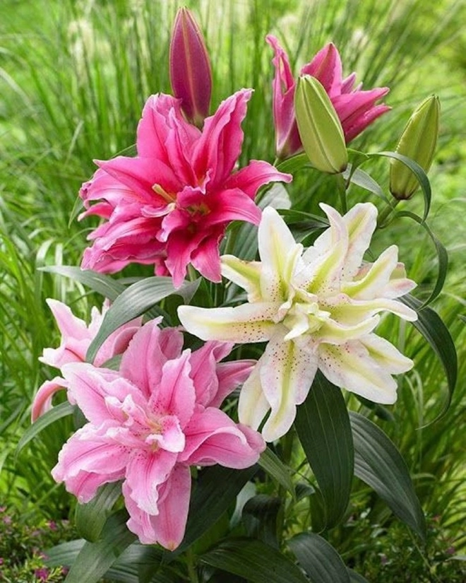 3 loại hoa đẹp lớn vùn vụt nhưng càng lùn mới càng xinh hoa nở chơi nửa tháng - 1