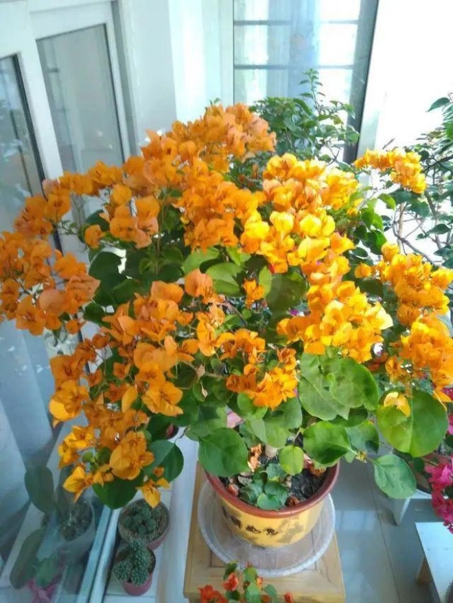 3 loại hoa là con của mặt trời trồng một chậu ngoài ban công nở rực rỡ - 2
