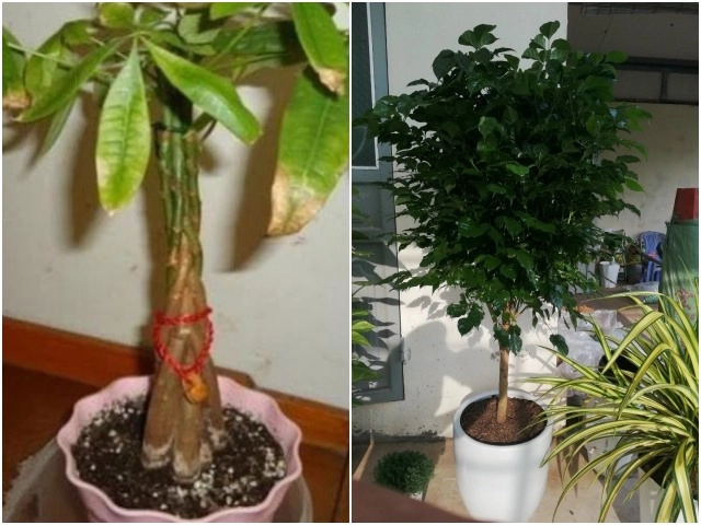 4 loại cây có thể hấp thụ chất độc hại trồng một chậu ở nhà không khí thật trong lành - 4