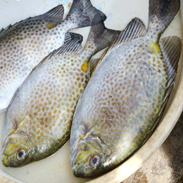 4 cách nấu cháo cá dìa cho bé ăn dặm ngon miệng giàu dinh dưỡng - 1