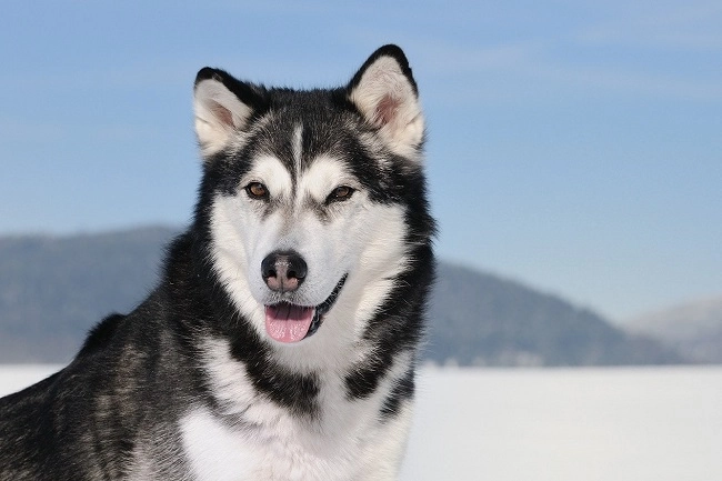 4 giống chó alaska tuyệt vời và đáng nuôi nhất hiện nay - 1