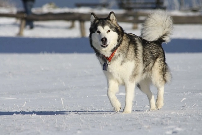 4 giống chó alaska tuyệt vời và đáng nuôi nhất hiện nay - 2