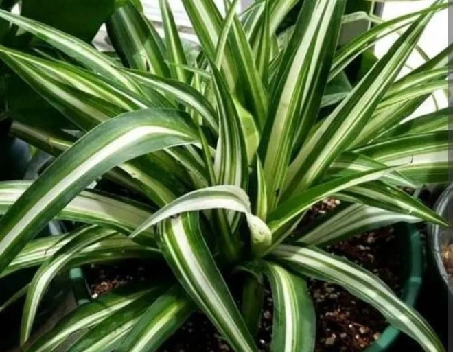 4 loại cây có thể hấp thụ chất độc hại trồng một chậu ở nhà không khí thật trong lành - 1