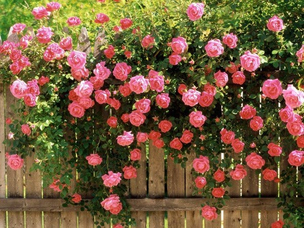 4 loại hoa có mùi thơm nhất đặt một chậu ở ban công nhà sẽ tỏa hương thoang thoảng - 2