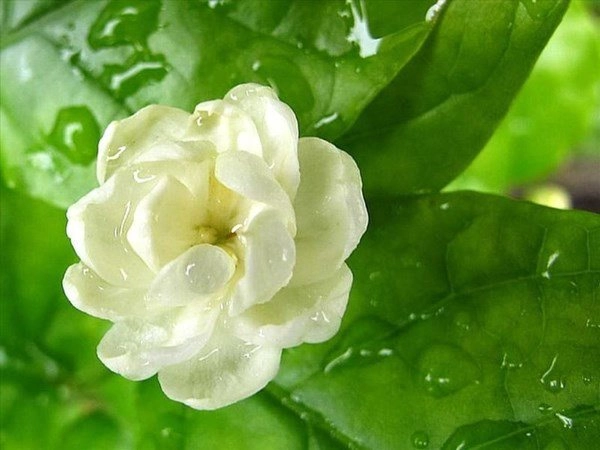 4 loại hoa có mùi thơm nhất đặt một chậu ở ban công nhà sẽ tỏa hương thoang thoảng - 3