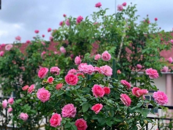4 loại hoa nở đẹp thơm nồng mùi nước hoa trồng trên ban công nức mũi cả nhà - 2