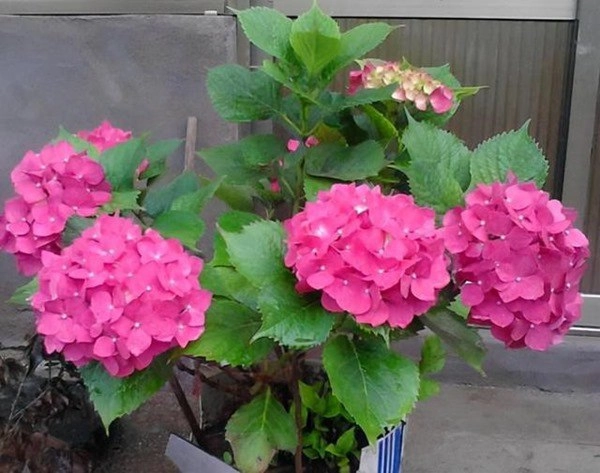 4 loại hoa nở từng chùm to ném vào đất cũng tốt um cho hoa quanh năm - 1
