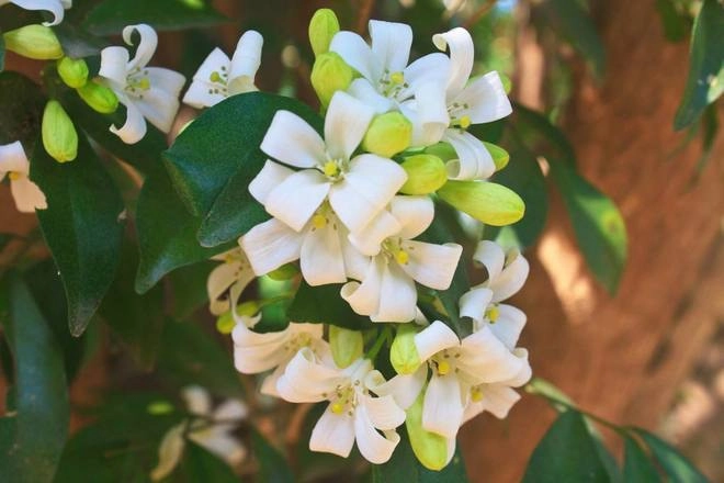 4 loại hoa thơm nức mũi trồng trên ban công mùi thơm nồng nàn như xịt nước hoa - 4