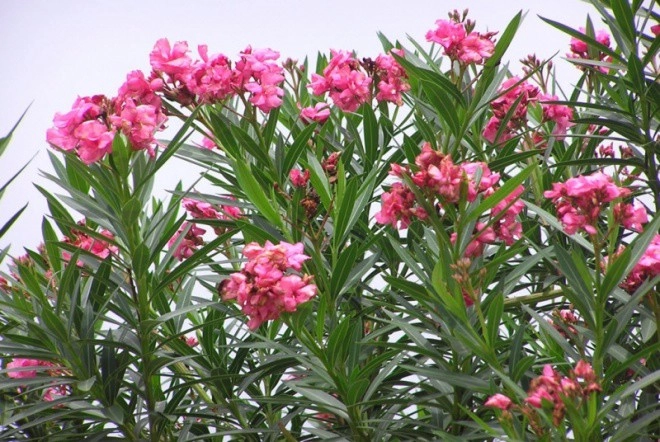 4 loại hoa xui xẻo đẹp đến đâu cũng không nên trưng trong nhà kẻo ảnh hưởng đến sức khỏe - 1