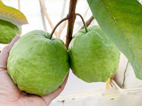 4 loại trái cây thích hợp trồng ban công cho tỷ lệ sống cao nhà nức mùi trái cây - 1