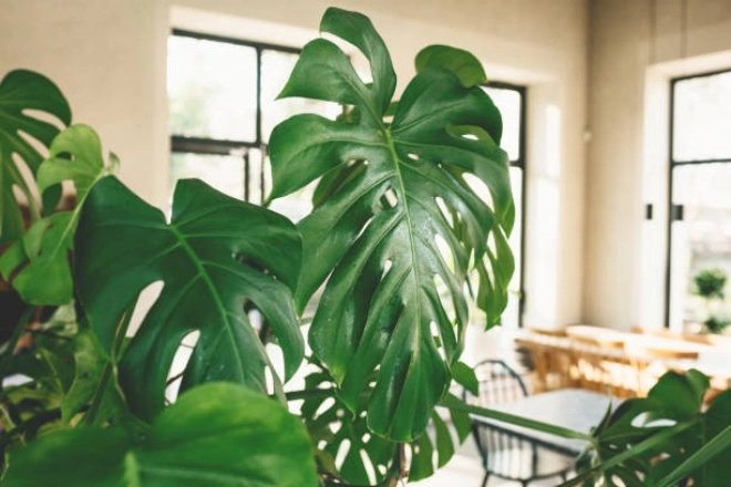 5 loại cây cảnh phòng khách giảm bụi chắn tiếng ồn càng sống càng khỏe mạnh - 13