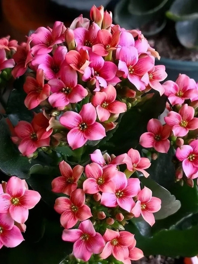 5 loại hoa có tính ăn ngon tháng 9 bón nhiều phân sang đông hoa sẽ nở khắp cành - 3