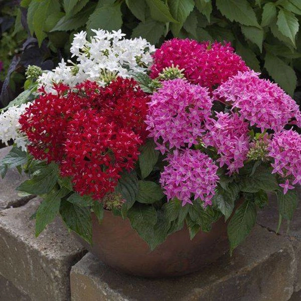 5 loại hoa dễ sống hơn rau ra nụ quanh năm khi nở chơi được nửa tháng - 2