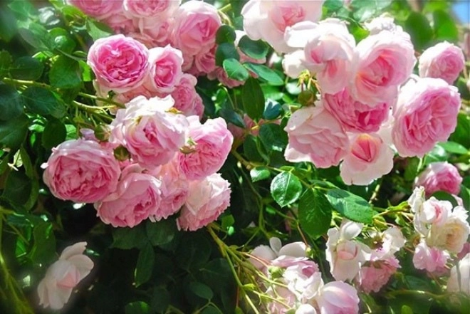 5 loại hoa được mệnh danh là túi thơm chăm sóc tốt nhà luôn tràn ngập hương thơm - 4