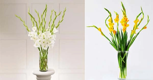 5 loại hoa mang ý nghĩa tài lộc rằm tháng chạp nên mua cắm - 2