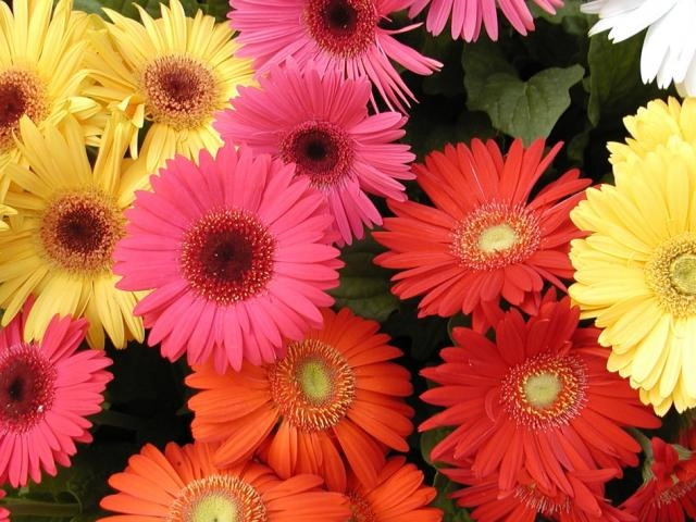 5 loại hoa mang ý nghĩa tài lộc rằm tháng chạp nên mua cắm - 6