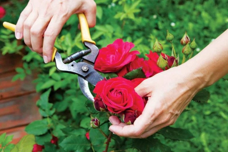 5 loại hoa nhất định phải cắt cành ngay bây giờ nếu không sau mùa thu bạn sẽ hối hận - 2