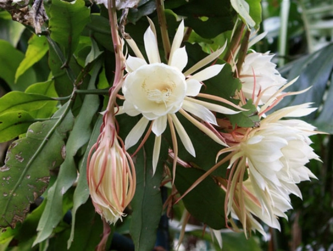 5 loại hoa thơm có thể nở vào giữa mùa hè chỉ cần 1 bông tỏa hương thơm khắp nhà - 3