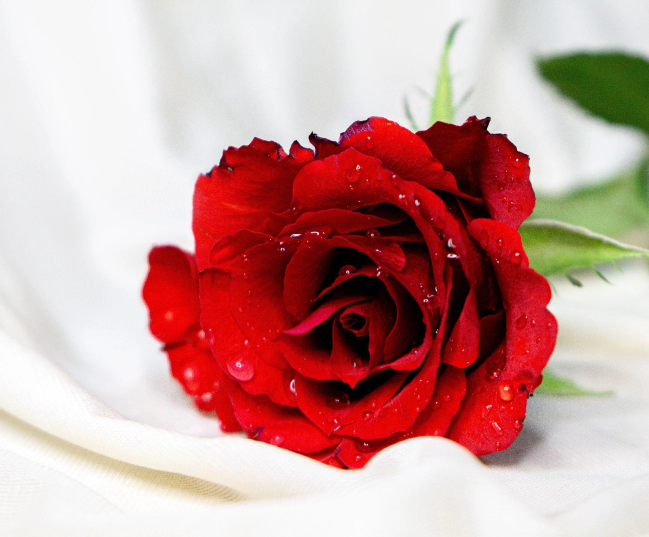 50 hình ảnh hoa hồng đẹp nhất và ý nghĩa theo màu sắc - 1