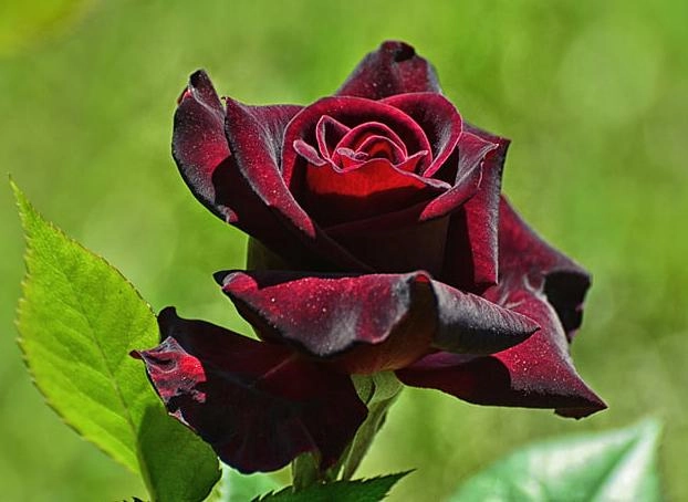 50 hình ảnh hoa hồng đẹp nhất và ý nghĩa theo màu sắc - 2