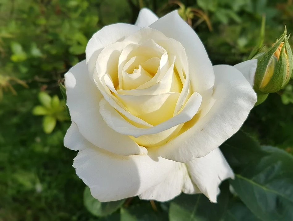 50 hình ảnh hoa hồng đẹp nhất và ý nghĩa theo màu sắc - 3