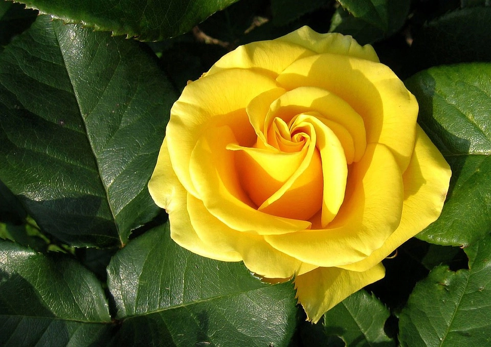 50 hình ảnh hoa hồng đẹp nhất và ý nghĩa theo màu sắc - 4