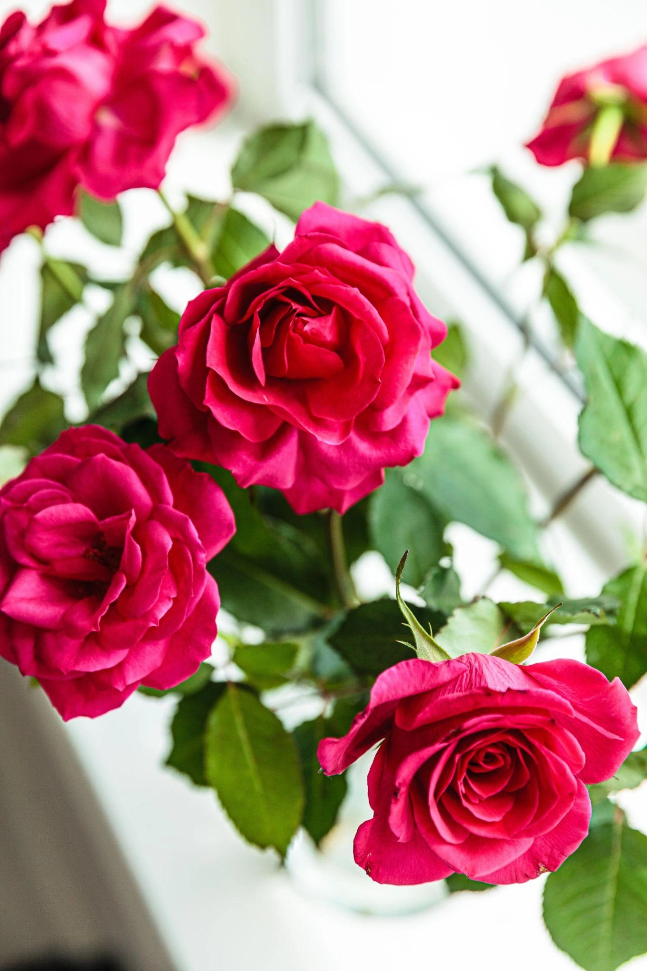 50 hình ảnh hoa hồng đẹp nhất và ý nghĩa theo màu sắc - 5