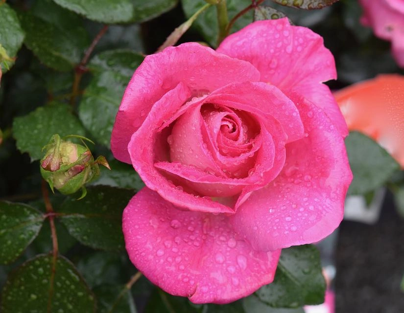 50 hình ảnh hoa hồng đẹp nhất và ý nghĩa theo màu sắc - 6
