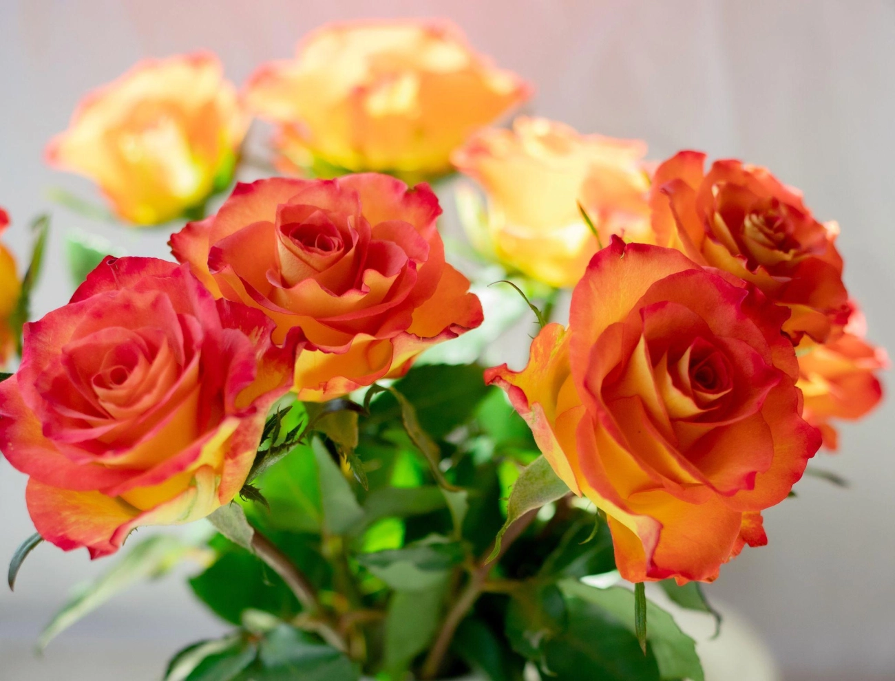 50 hình ảnh hoa hồng đẹp nhất và ý nghĩa theo màu sắc - 9