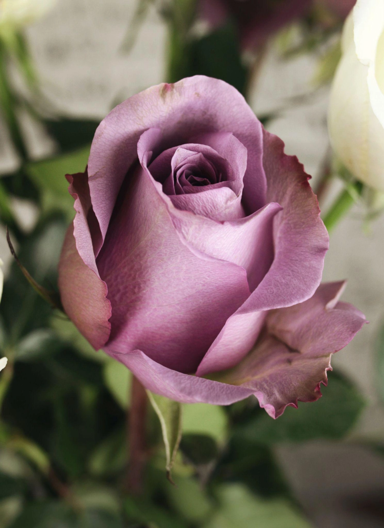 50 hình ảnh hoa hồng đẹp nhất và ý nghĩa theo màu sắc - 10