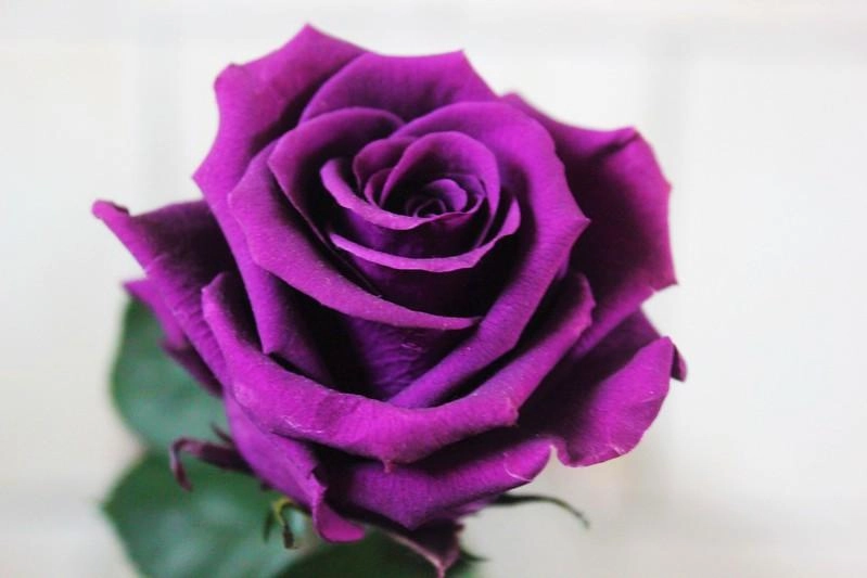 50 hình ảnh hoa hồng đẹp nhất và ý nghĩa theo màu sắc - 11