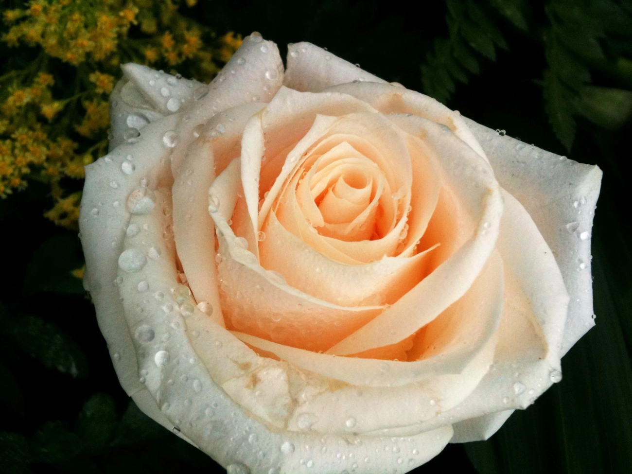 50 hình ảnh hoa hồng đẹp nhất và ý nghĩa theo màu sắc - 12
