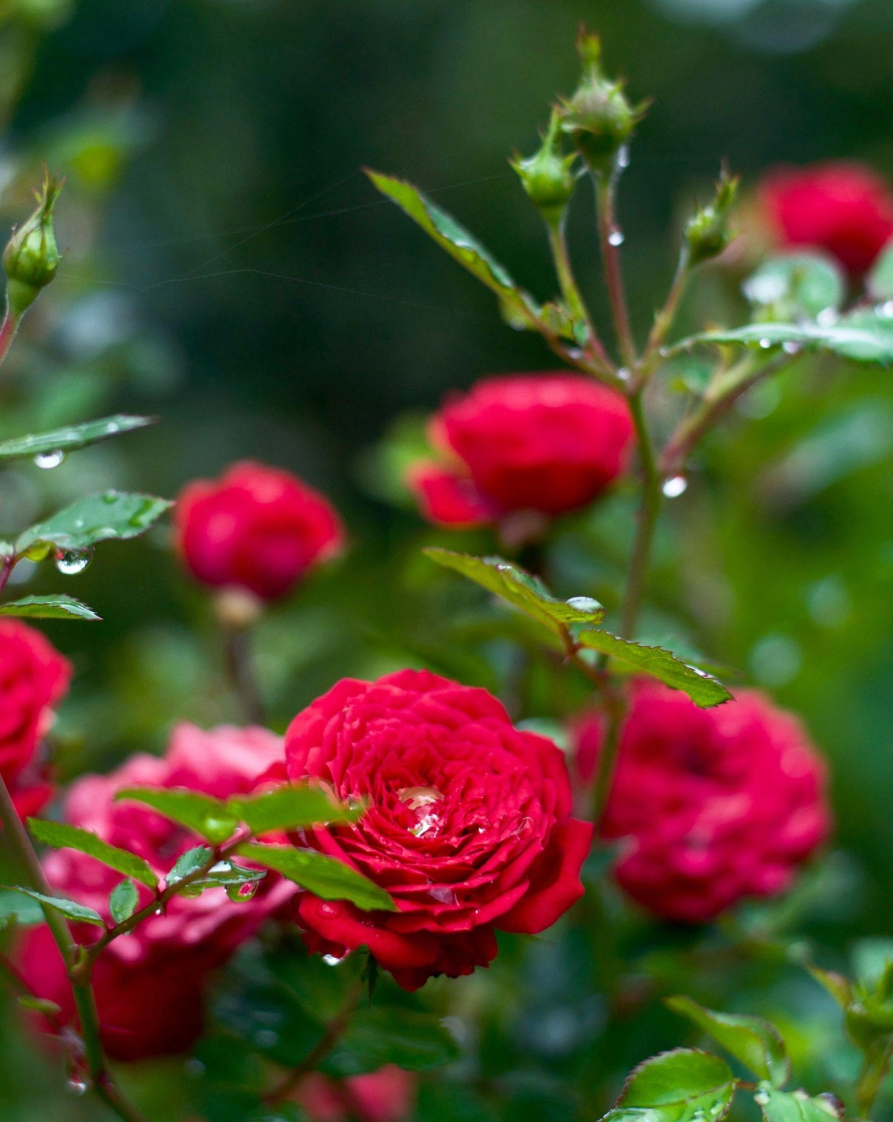 50 hình ảnh hoa hồng đẹp nhất và ý nghĩa theo màu sắc - 27