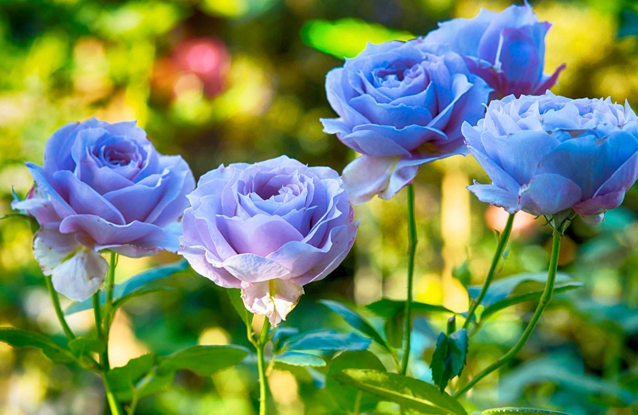 50 hình ảnh hoa hồng đẹp nhất và ý nghĩa theo màu sắc - 29