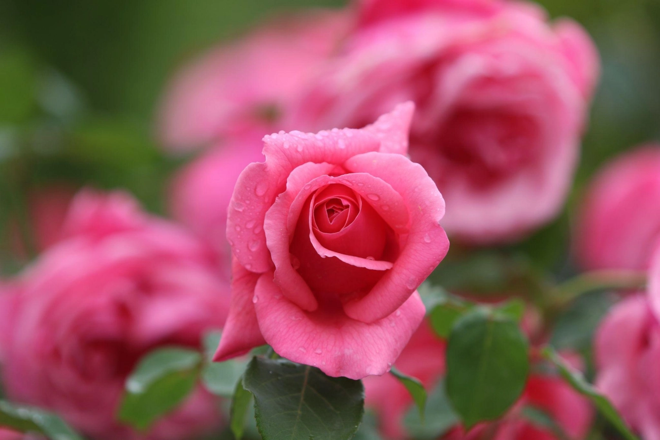 50 hình ảnh hoa hồng đẹp nhất và ý nghĩa theo màu sắc - 30