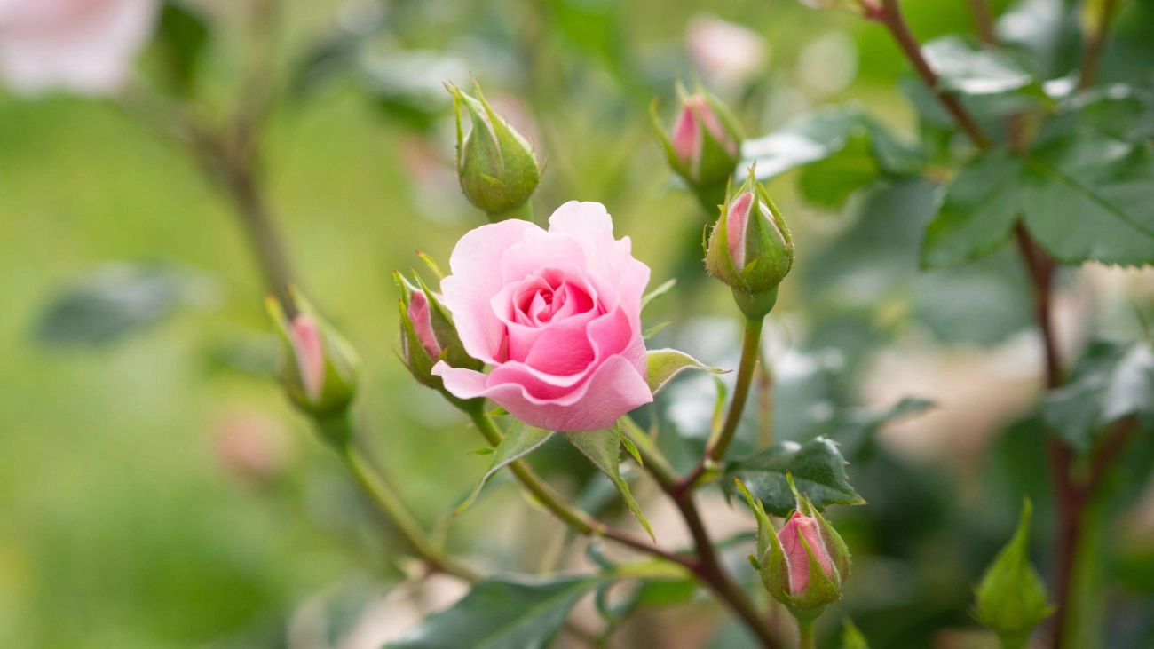 50 hình ảnh hoa hồng đẹp nhất và ý nghĩa theo màu sắc - 31