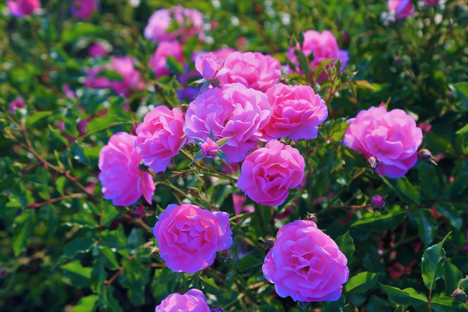 50 hình ảnh hoa hồng đẹp nhất và ý nghĩa theo màu sắc - 33