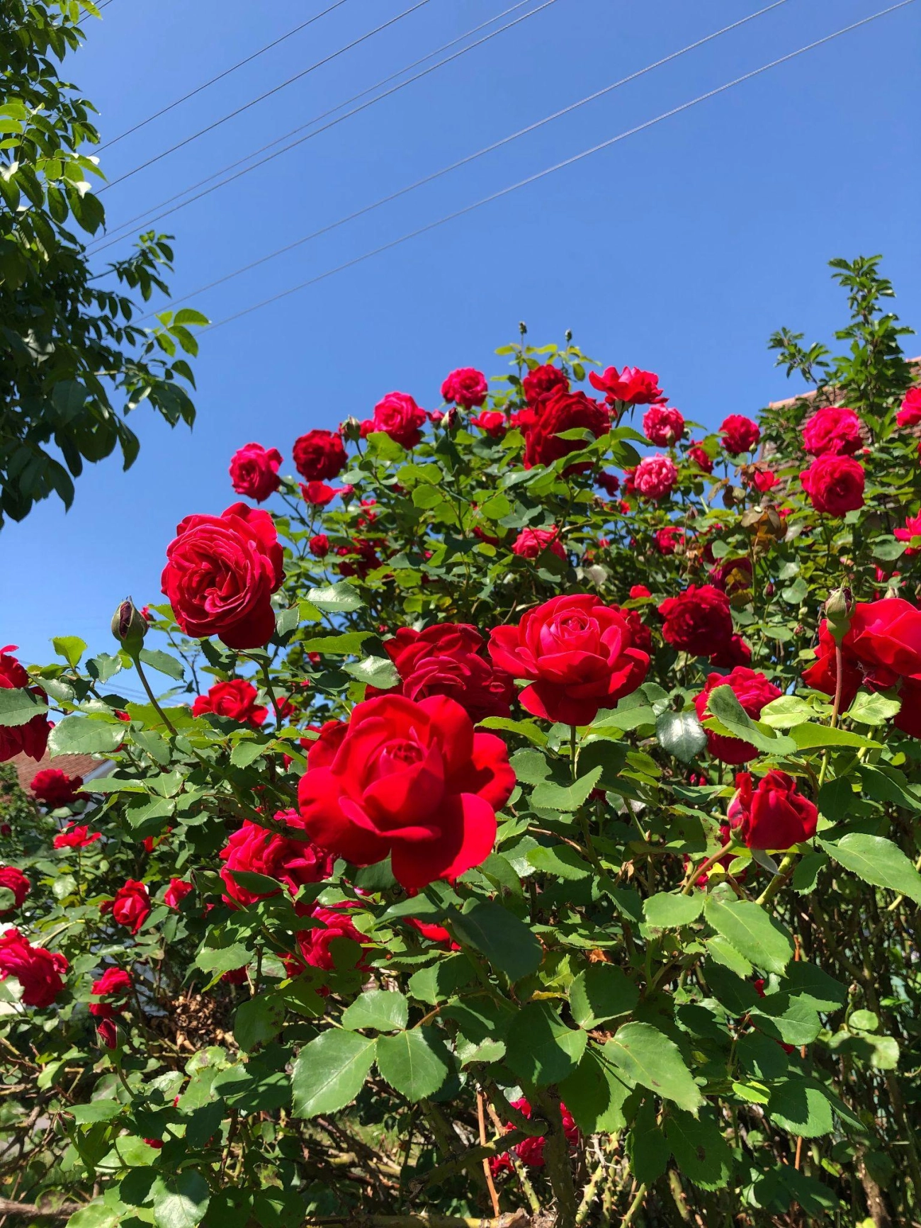50 hình ảnh hoa hồng đẹp nhất và ý nghĩa theo màu sắc - 34