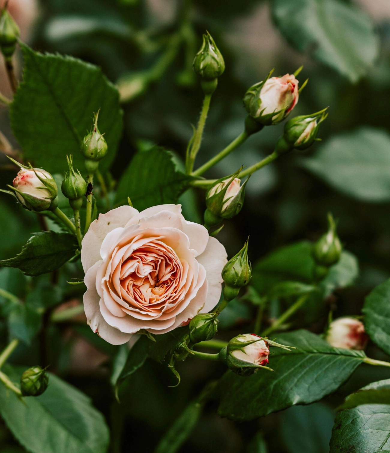 50 hình ảnh hoa hồng đẹp nhất và ý nghĩa theo màu sắc - 35