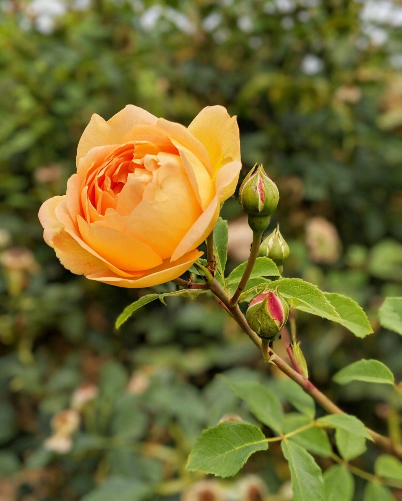 50 hình ảnh hoa hồng đẹp nhất và ý nghĩa theo màu sắc - 36