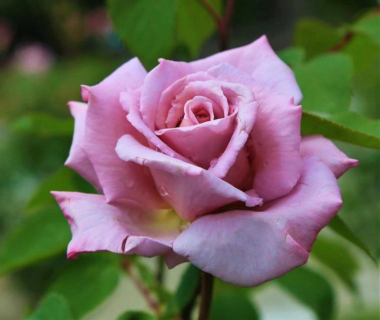 50 hình ảnh hoa hồng đẹp nhất và ý nghĩa theo màu sắc - 37