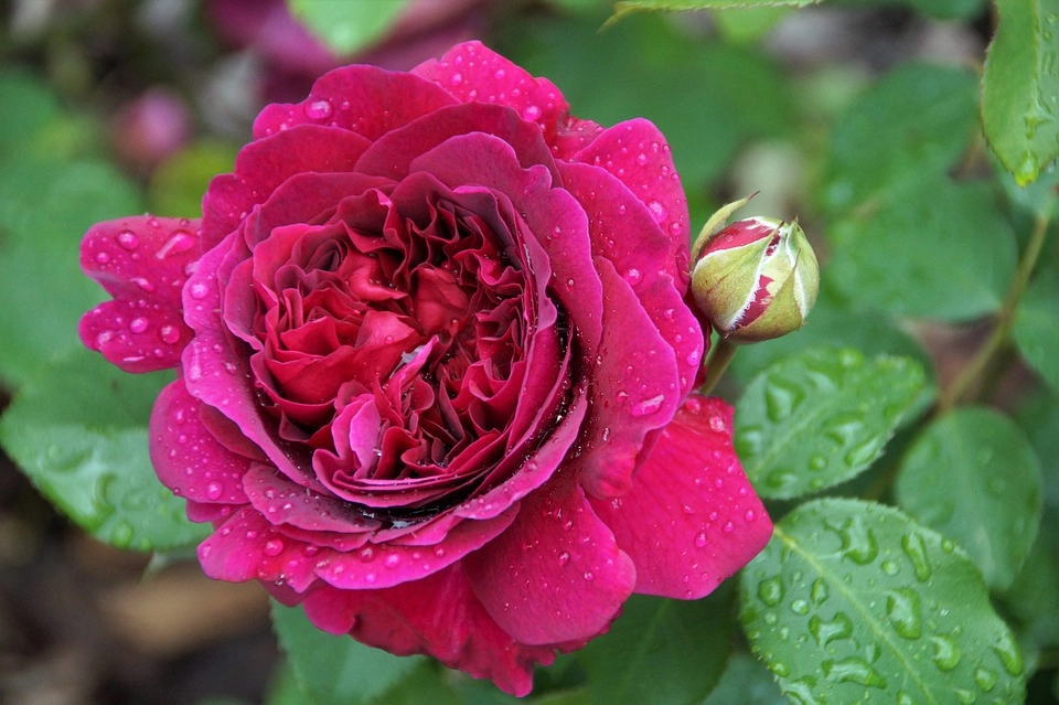 50 hình ảnh hoa hồng đẹp nhất và ý nghĩa theo màu sắc - 38